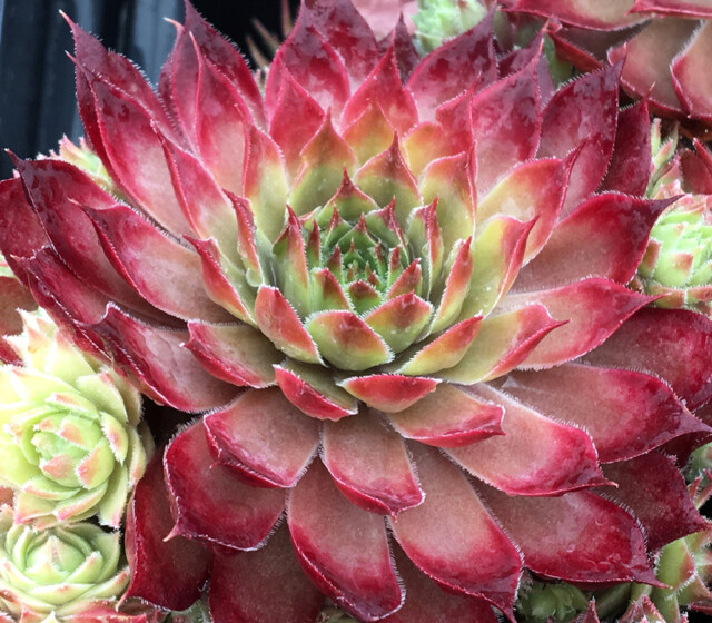 Chick Charms® Butterscotch Baby™ Chick Charms® Butterscotch Baby™