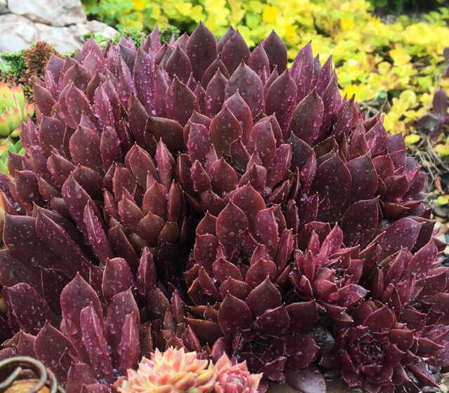 Chick Charms® Chocolate Kiss™ Chick Charms® Chocolate Kiss™