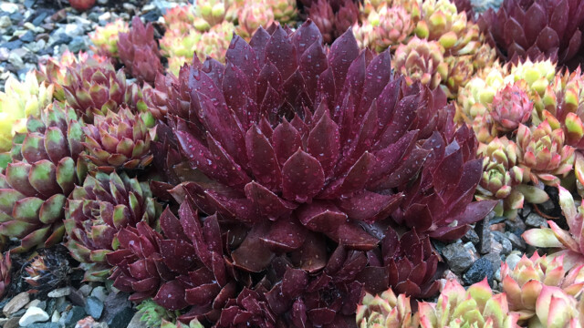 Chick Charms® Chocolate Kiss™ Chick Charms® Chocolate Kiss™