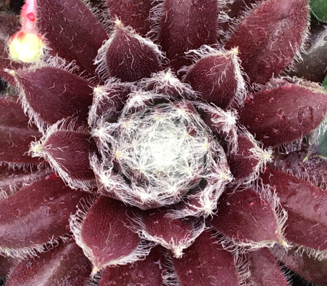 Chick Charms® Cosmic Candy™ Chick Charms® Cosmic Candy™