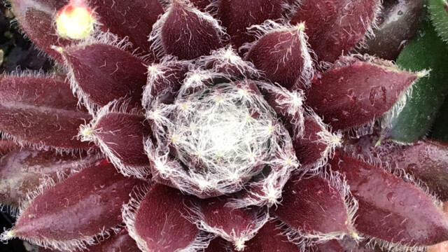 Chick Charms® Cosmic Candy™ Chick Charms® Cosmic Candy™