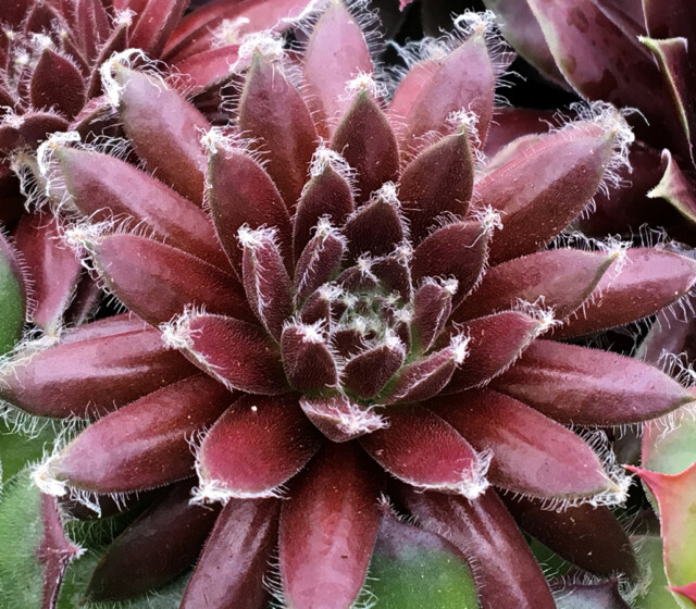 Chick Charms® Cosmic Candy™ Chick Charms® Cosmic Candy™