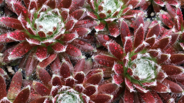 Chick Charms® Cosmic Candy™ Chick Charms® Cosmic Candy™