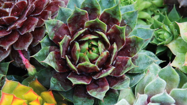 Chick Charms® Cranberry Cocktail™ Chick Charms® Cranberry Cocktail™