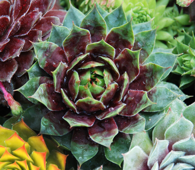 Chick Charms® Cranberry Cocktail™ Chick Charms® Cranberry Cocktail™