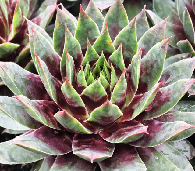 Chick Charms® Cranberry Cocktail™ Chick Charms® Cranberry Cocktail™