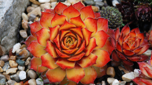 Chick Charms® Gold Nugget pp #28,284 Chick Charms® Gold Nugget pp #28,284