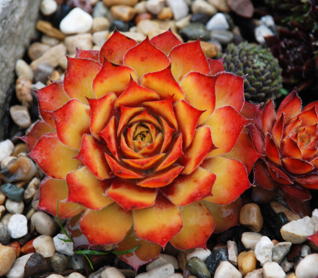 Chick Charms® Gold Nugget pp #28,284 Chick Charms® Gold Nugget pp #28,284