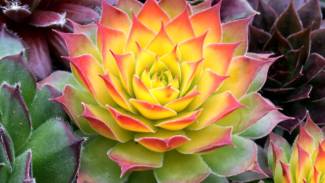 Chick Charms® Gold Nugget pp #28,284 Chick Charms® Gold Nugget pp #28,284