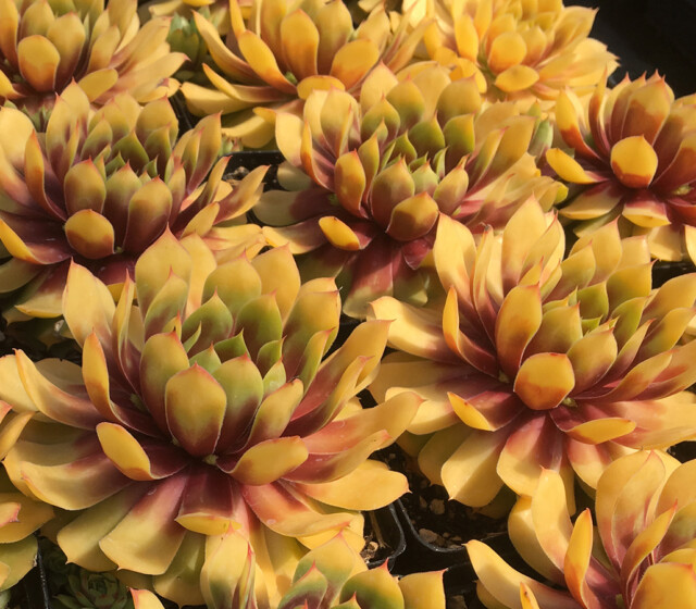 Chick Charms® Gold Nugget pp #28,284 Chick Charms® Gold Nugget pp #28,284