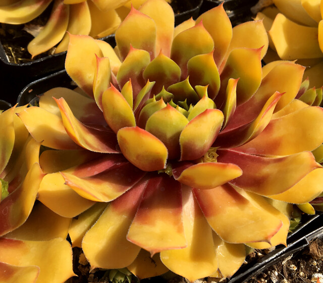 Chick Charms® Gold Nugget pp #28,284 Chick Charms® Gold Nugget pp #28,284