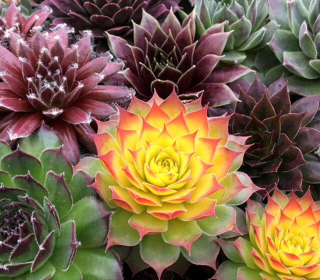 Chick Charms® Gold Nugget pp #28,284 Chick Charms® Gold Nugget pp #28,284