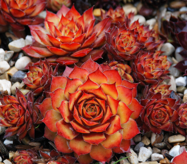 Chick Charms® Gold Nugget pp #28,284 Chick Charms® Gold Nugget pp #28,284