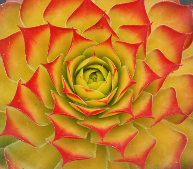 Chick Charms® Gold Nugget pp #28,284 Chick Charms® Gold Nugget pp #28,284