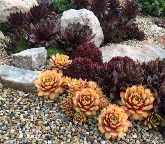 Chick Charms® Gold Nugget pp #28,284 Chick Charms® Gold Nugget pp #28,284