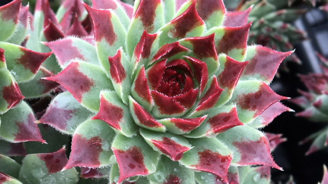 Chick Charms® Mint Marvel™ Chick Charms® Mint Marvel™