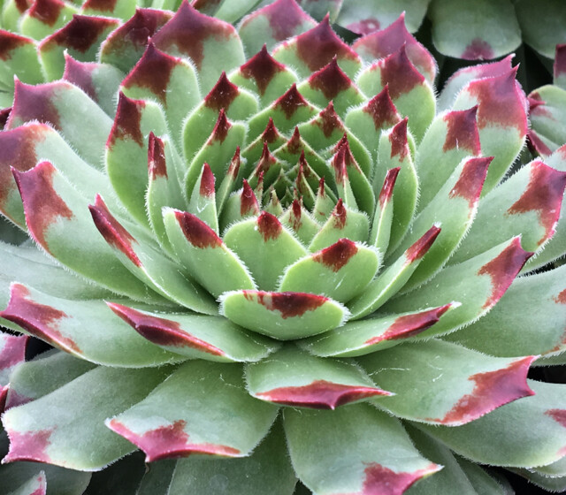 Chick Charms® Mint Marvel™ Chick Charms® Mint Marvel™