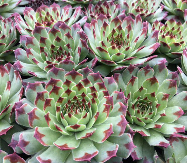 Chick Charms® Mint Marvel™ Chick Charms® Mint Marvel™