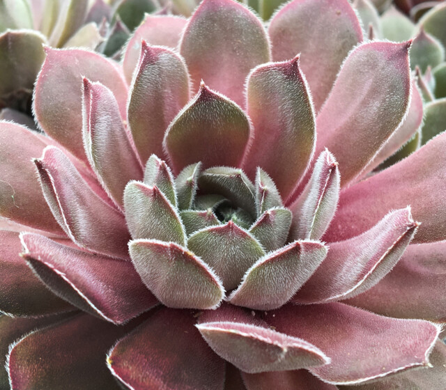 Chick Charms® Silver Suede™ Chick Charms® Silver Suede™