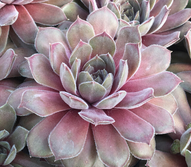 Chick Charms® Silver Suede™ Chick Charms® Silver Suede™