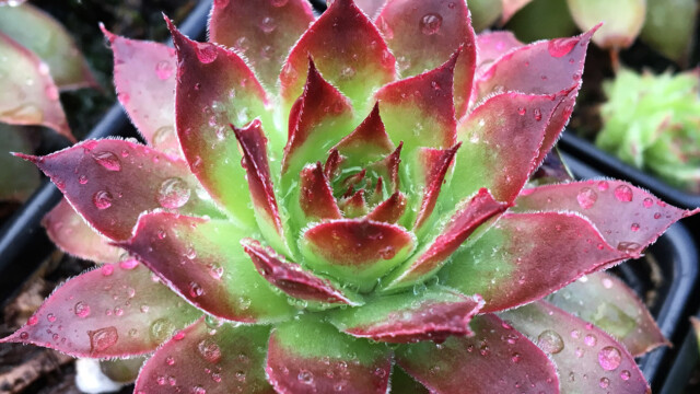 Chick Charms® Strawberry Kiwi™ Chick Charms® Strawberry Kiwi™