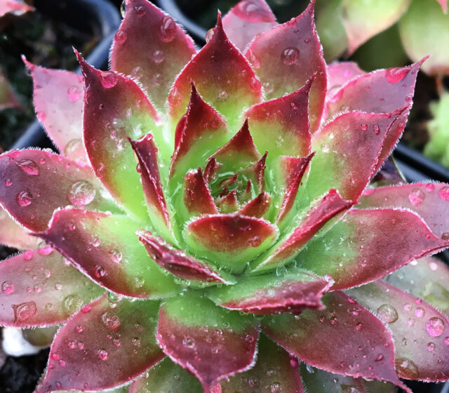 Chick Charms® Strawberry Kiwi™ Chick Charms® Strawberry Kiwi™