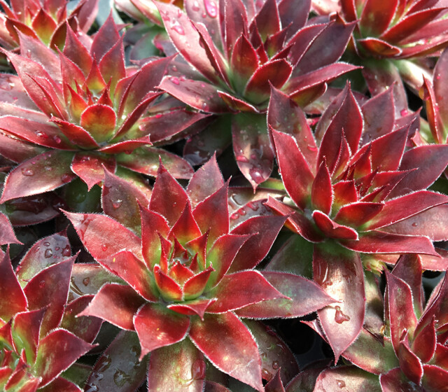 Chick Charms® Strawberry Kiwi™ Chick Charms® Strawberry Kiwi™