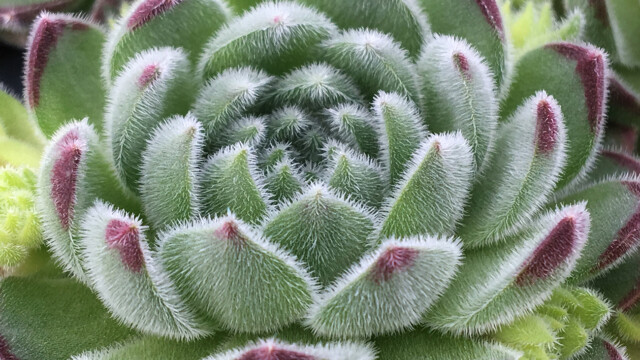 Chick Charms® Sugar Shimmer™ Chick Charms® Sugar Shimmer™