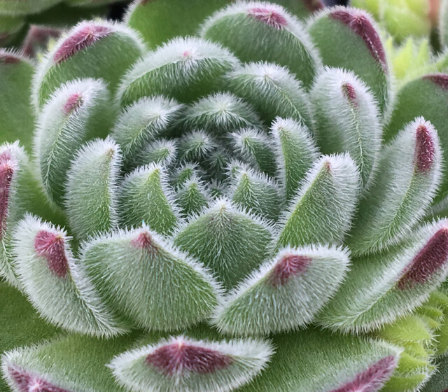 Chick Charms® Sugar Shimmer™ Chick Charms® Sugar Shimmer™