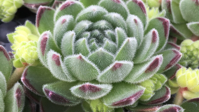 Chick Charms® Sugar Shimmer™ Chick Charms® Sugar Shimmer™