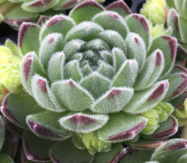 Chick Charms® Sugar Shimmer™ Chick Charms® Sugar Shimmer™