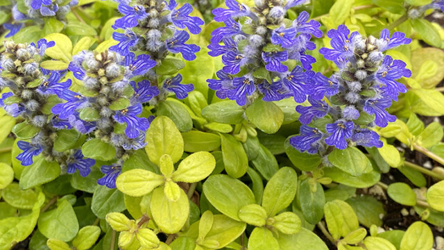 Feathered Friends™ Ajuga Cordial Canary ppaf Feathered Friends™ Ajuga Cordial Canary ppaf