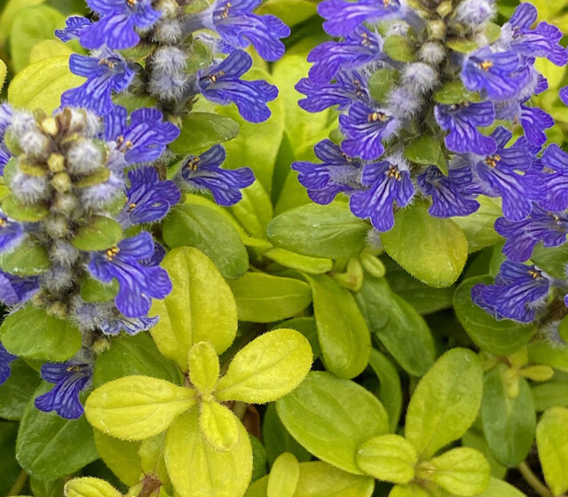 Feathered Friends™ Ajuga Cordial Canary ppaf Feathered Friends™ Ajuga Cordial Canary ppaf