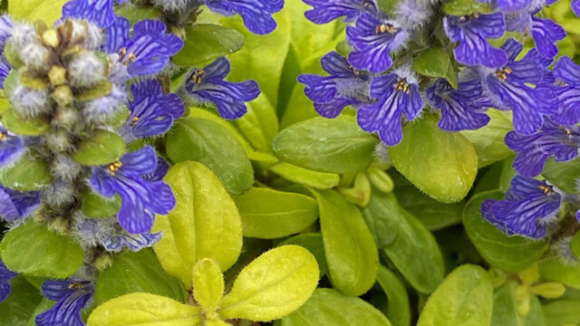 Feathered Friends™ Ajuga Cordial Canary ppaf Feathered Friends™ Ajuga Cordial Canary ppaf