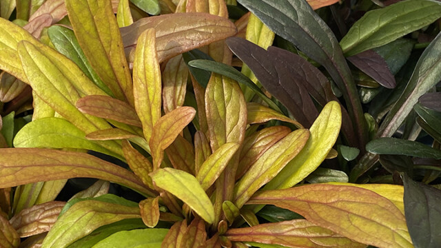 Feathered Friends™ Ajuga Fancy Finch ppaf Feathered Friends™ Ajuga Fancy Finch ppaf
