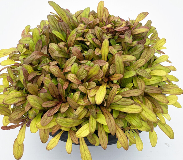 Feathered Friends™ Ajuga Fancy Finch ppaf Feathered Friends™ Ajuga Fancy Finch ppaf