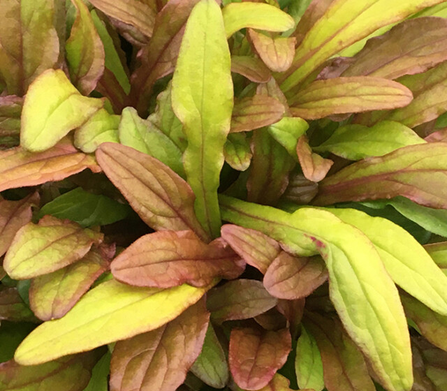 Feathered Friends™ Ajuga Fancy Finch ppaf Feathered Friends™ Ajuga Fancy Finch ppaf