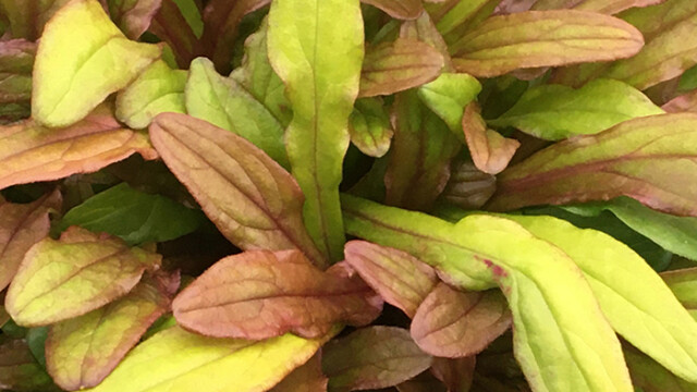 Feathered Friends™ Ajuga Fancy Finch ppaf Feathered Friends™ Ajuga Fancy Finch ppaf