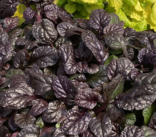 Feathered Friends™ Ajuga Fierce Falcon ppaf Feathered Friends™ Ajuga Fierce Falcon ppaf
