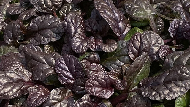 Feathered Friends™ Ajuga Fierce Falcon ppaf Feathered Friends™ Ajuga Fierce Falcon ppaf