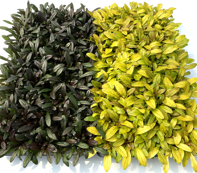 Feathered Friends™ Ajuga Noble Nightingale ppaf and Petite Parakeet ppaf Feathered Friends™ Ajuga Noble Nightingale ppaf and Petite Parakeet ppaf