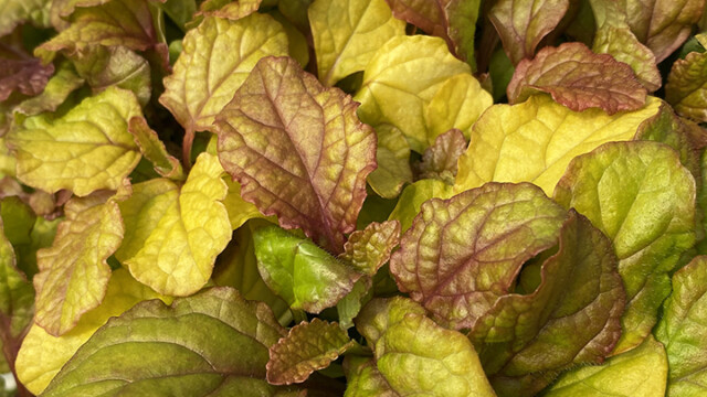 Feathered Friends™ Ajuga Parrot Paradise ppaf Feathered Friends™ Ajuga Parrot Paradise ppaf