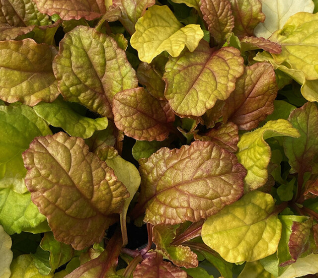 Feathered Friends™ Ajuga Parrot Paradise ppaf Feathered Friends™ Ajuga Parrot Paradise ppaf