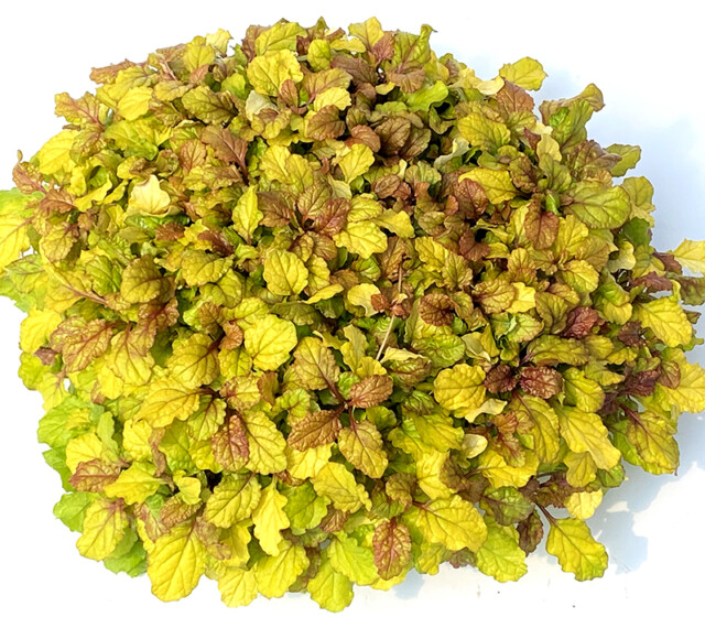 Feathered Friends™ Ajuga Parrot Paradise ppaf Feathered Friends™ Ajuga Parrot Paradise ppaf