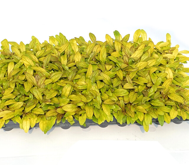 Feathered Friends™ Ajuga Petite Parakeet ppaf Feathered Friends™ Ajuga Petite Parakeet ppaf