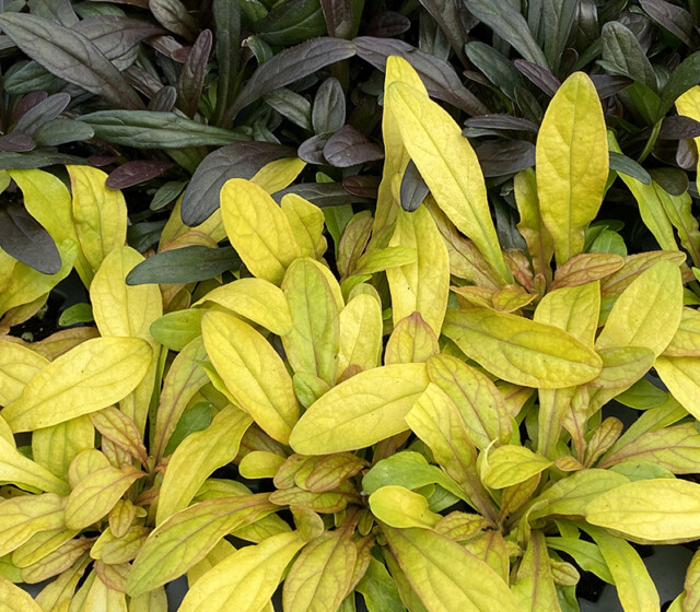 Feathered Friends™ Ajuga Petite Parakeet ppaf Feathered Friends™ Ajuga Petite Parakeet ppaf