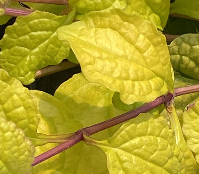 Feathered Friends™ Ajuga Tropical Toucan ppaf Feathered Friends™ Ajuga Tropical Toucan ppaf