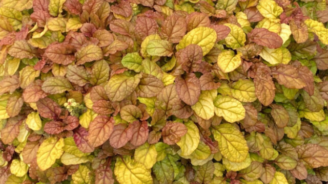 Feathered Friends™ Ajuga Pleasant Pheasant ppaf Feathered Friends™ Ajuga Pleasant Pheasant ppaf