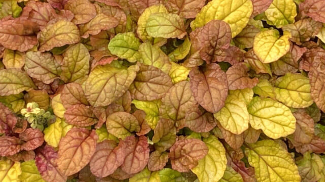 Feathered Friends™ Ajuga Pleasant Pheasant ppaf Feathered Friends™ Ajuga Pleasant Pheasant ppaf