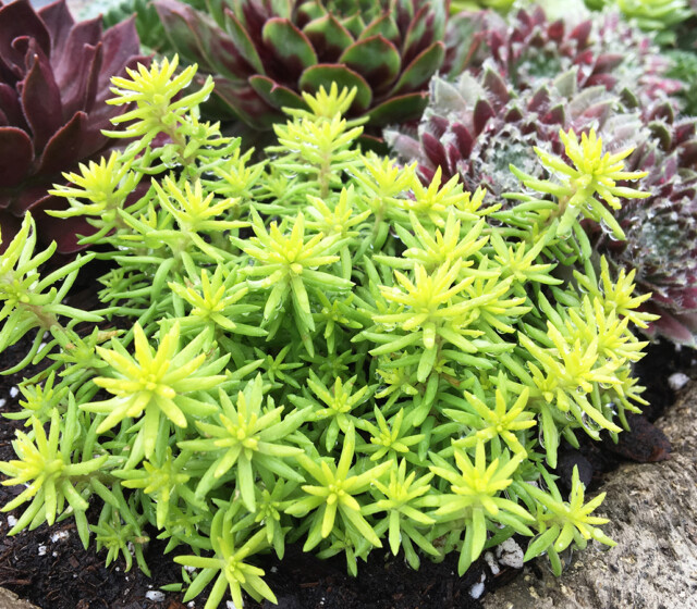 SunSparkler™ Sedums Angelina’s Teacup ppaf SunSparkler™ Sedums Angelina’s Teacup ppaf